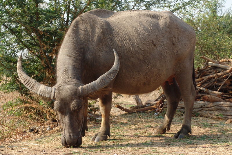 [waterbuffalo_Wikipedia.JPG]