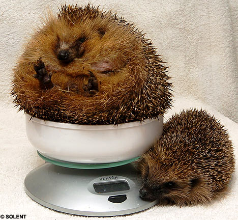 [hedgehog+fat+1.jpg]