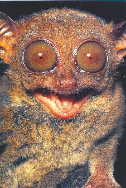 [tarsier_LinkInn.jpg]