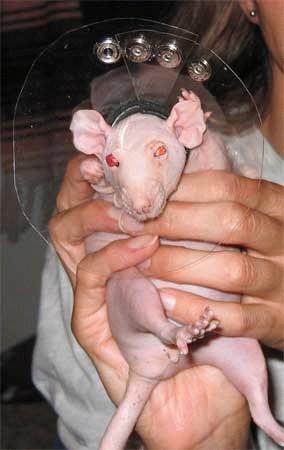 [ratinradar_LinkInn.jpg]