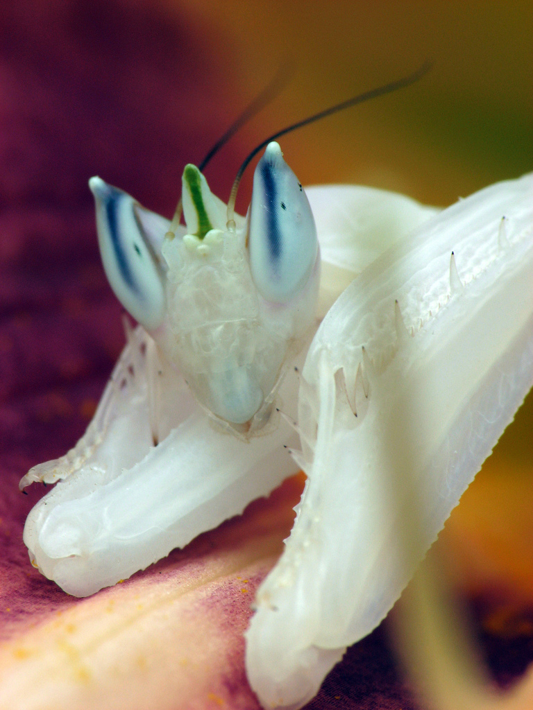 [Orchid+Mantis+1.jpg]