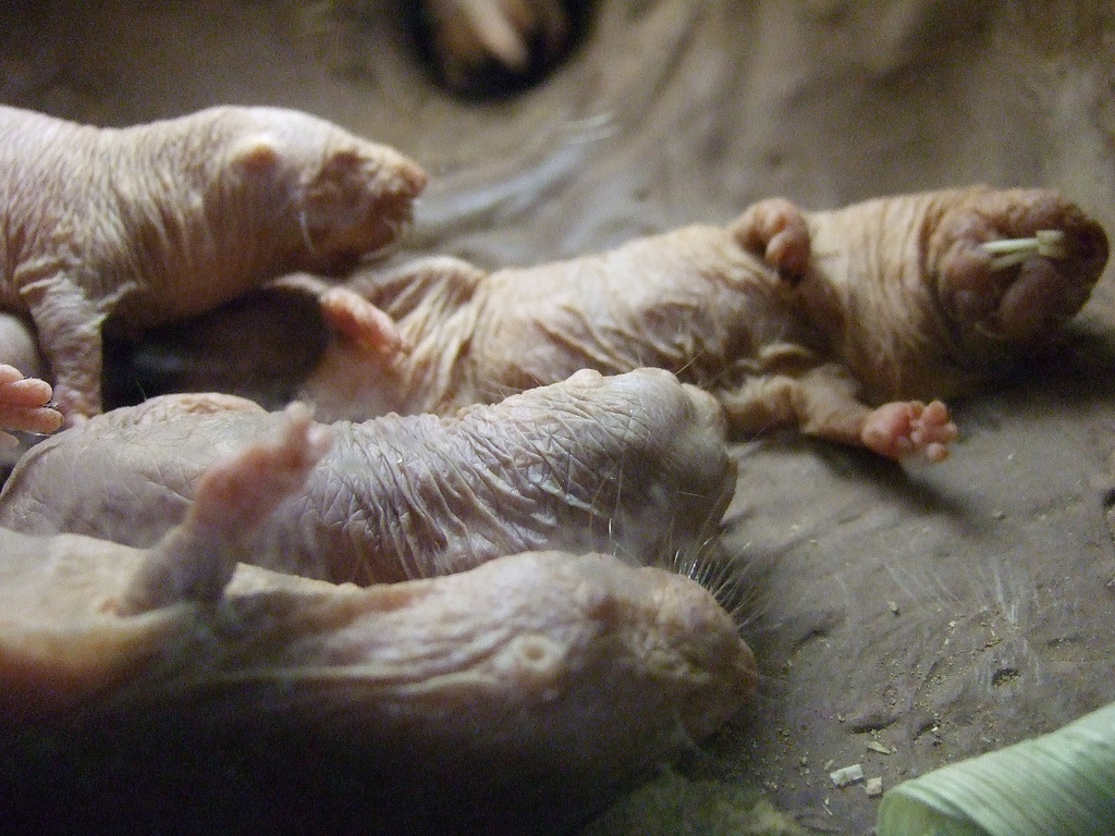 [molerats_dolanh.jpg]