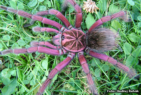 [pamphoboteus+male_Jade.jpg]