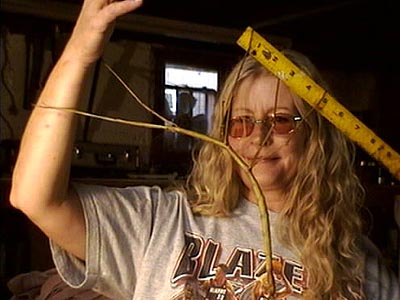 [Phobaeticus+serratipes.jpg]