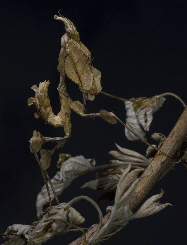 [Mantis&Plant_Linkinn.jpg]