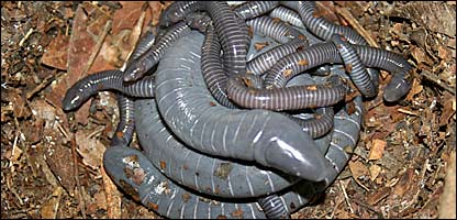 [Caecilian_BBC.jpg]