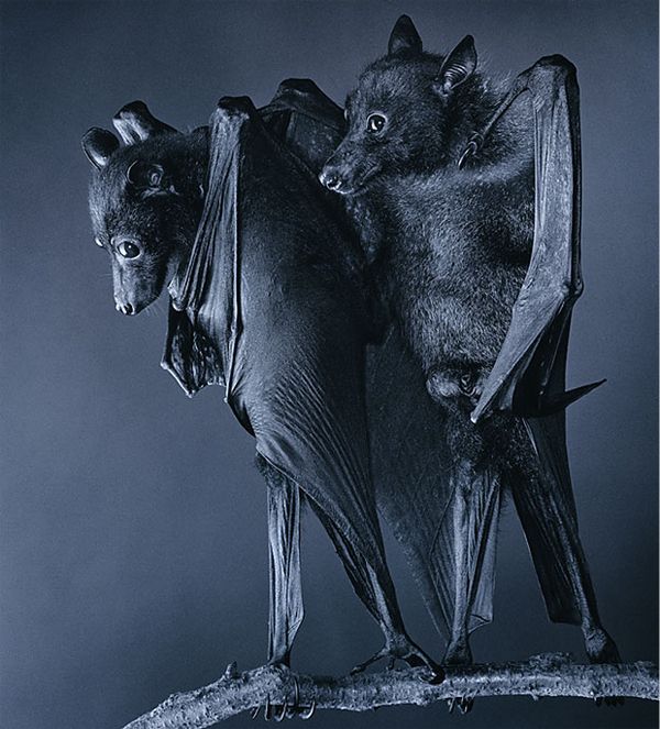 [Cut+Bats+2_Knuttz.jpg]