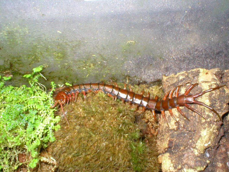 [Red+Chinese+Centipede+2.jpg]