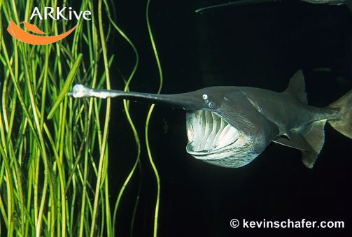 [Paddlefish+1.jpg]