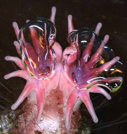 [Underwater+Mole.jpg]