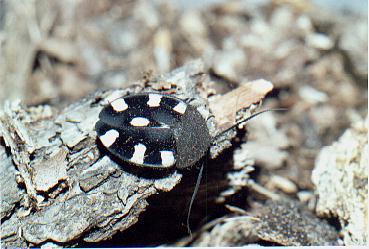 [Domino+Roach+1.jpg]