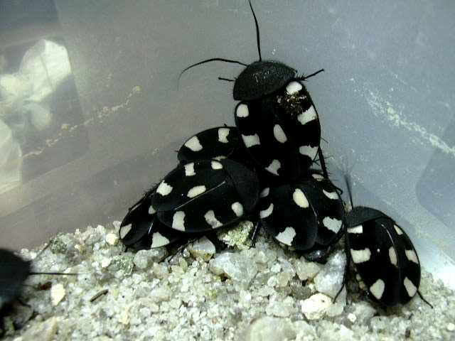 [Domino+Roach+2.jpg]