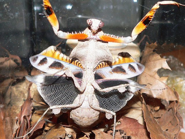 [Mantis+Manifest+Knuttz.jpg]