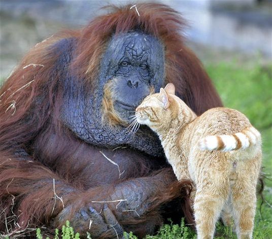 [orangutan+and+cat+Knuttz.jpg]