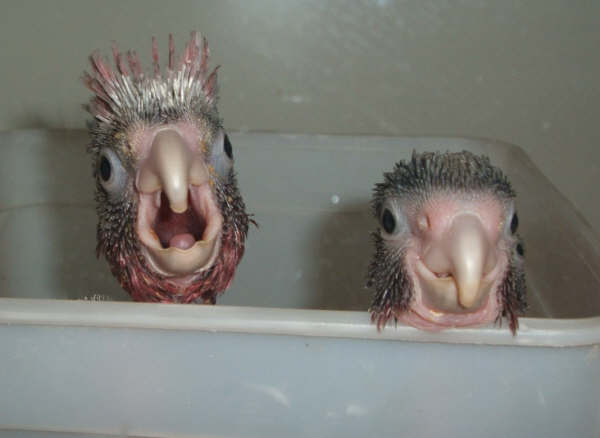 [babycockatoos_TawnyaCreighton.jpg]