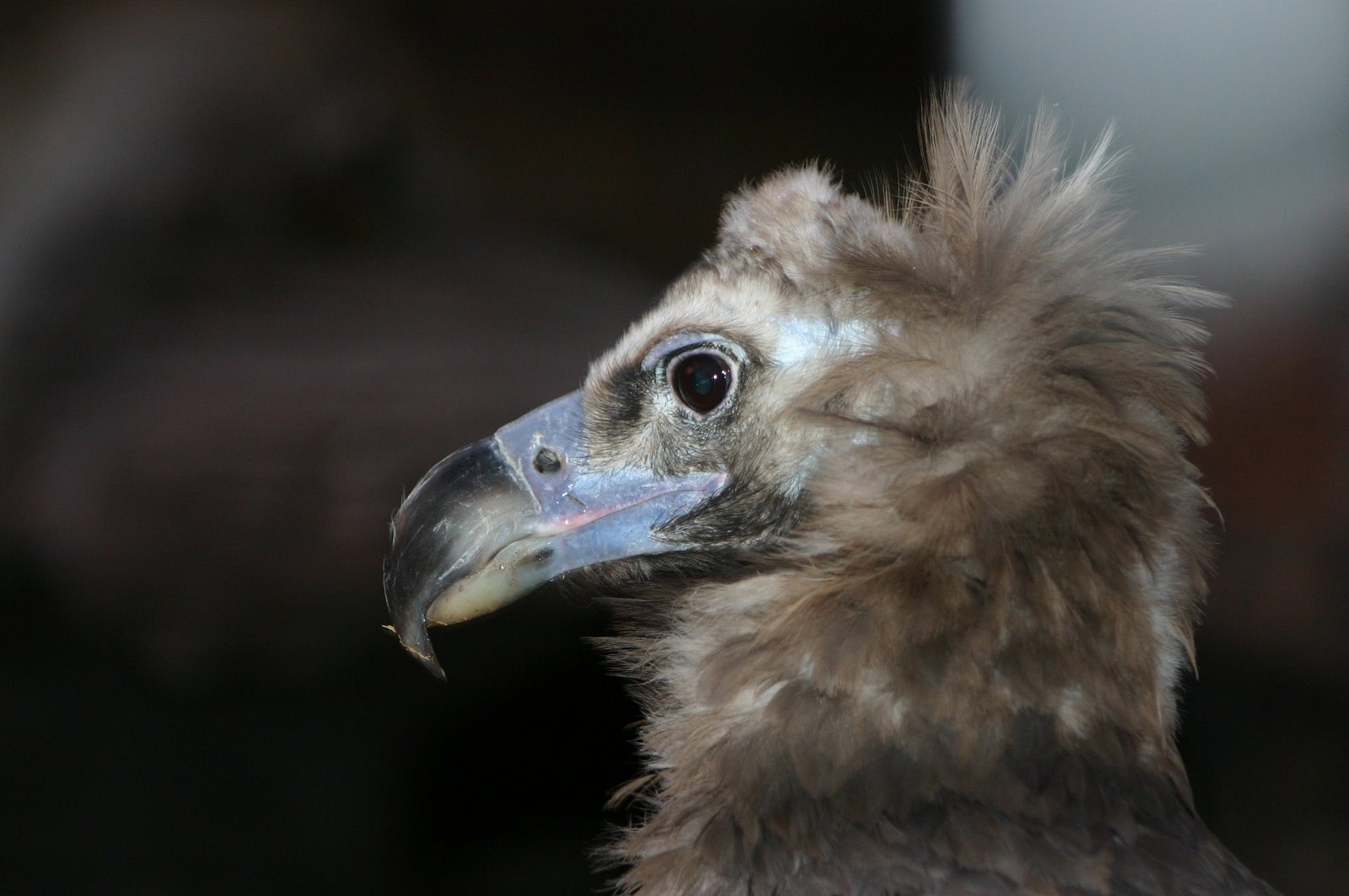 [cinerousvulture_Dana.jpg]