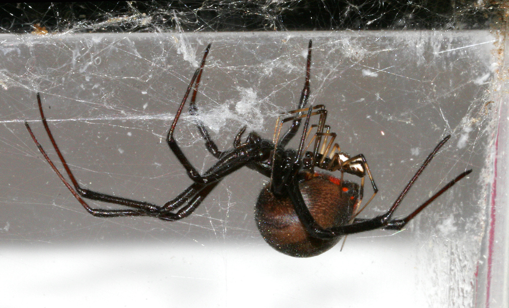 [spidersex1_lowlighter(lowerlighter)(Curtis+Morton).jpg]