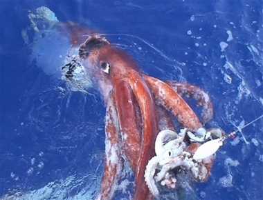 [giantsquid_yahoo1com.jpg]