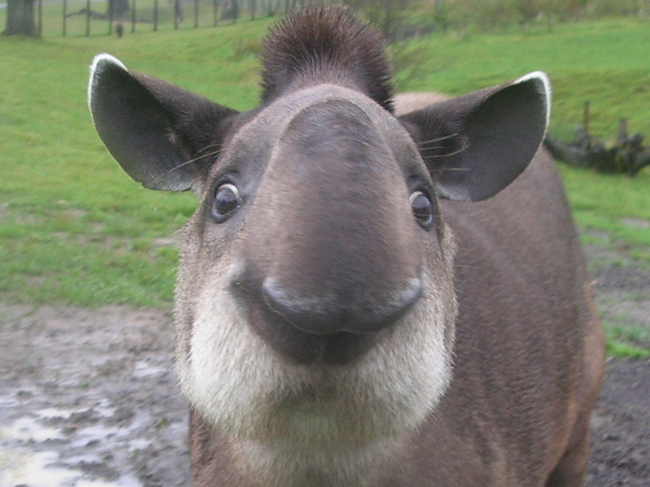 [Tapir+1+-+Sarah.jpg]