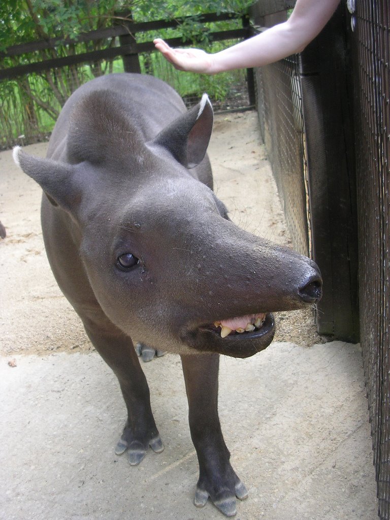 [Tapir+3+-+Sarah.jpg]