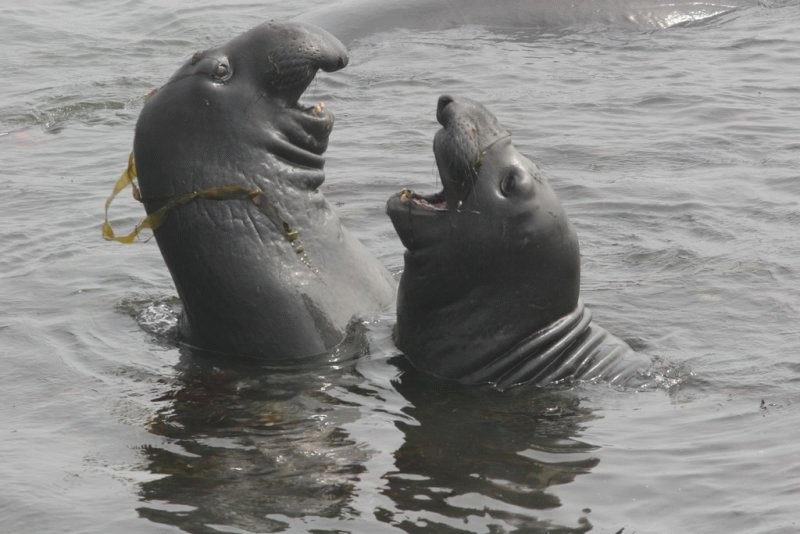[Elephant+Seals+Knuttz.jpg]