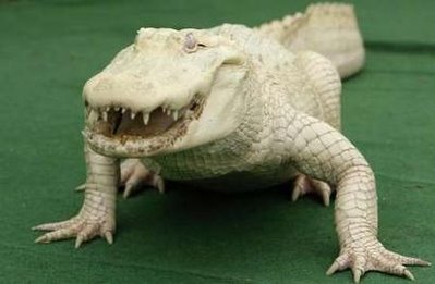 [Albino+Alligator_Yahoo!.jpg]