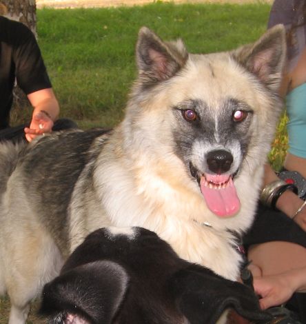 [kiva+koira_ismo.jpg]