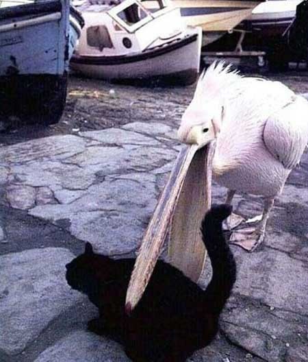 pelicaneatingcat_AnnS.jpg