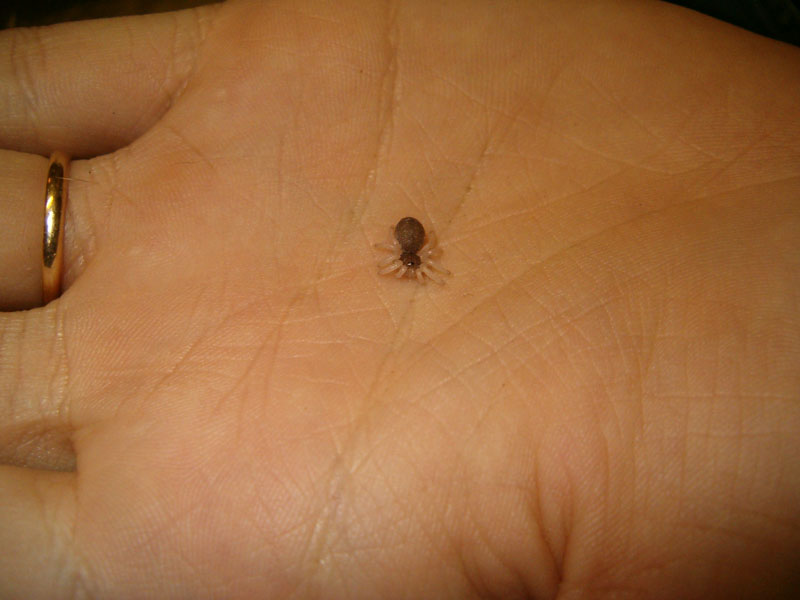 [pinktoes04_JadeWalker.jpg]