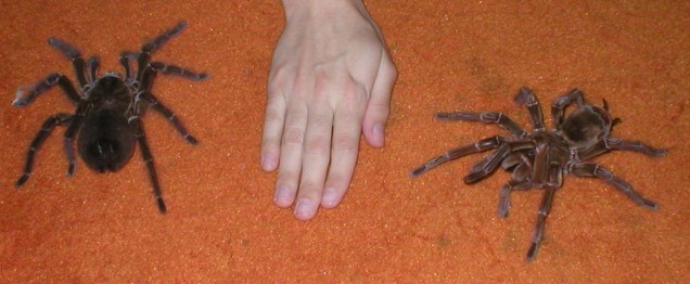 [gion69-+jakes+hand_1.jpg]