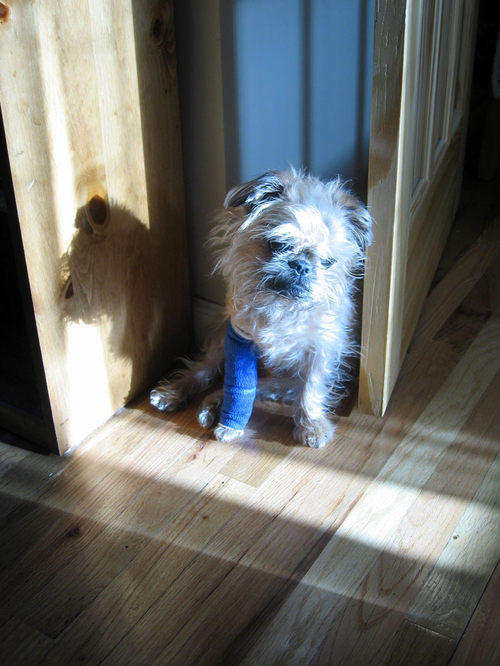 [baroobluesdog_cuteoverload1com.jpg]