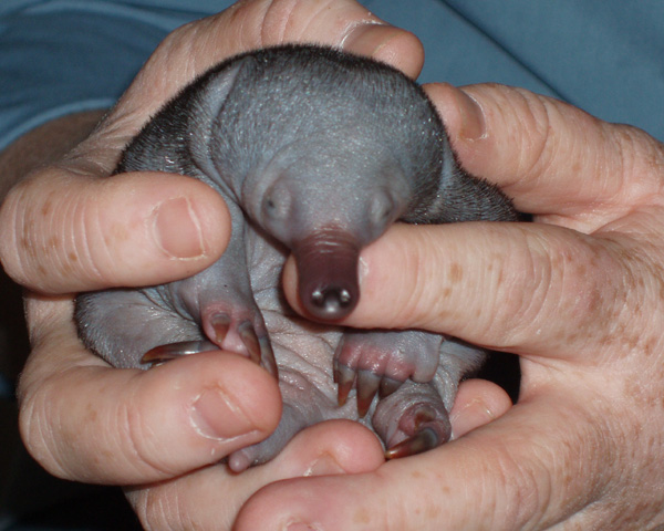 [puggle1_DenWhitton.jpg]