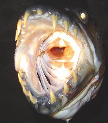 [tigerfish_jcpoiret1com.jpg]