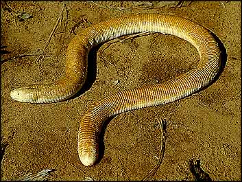 [amphisbaenian_worldbook1com.jpg]