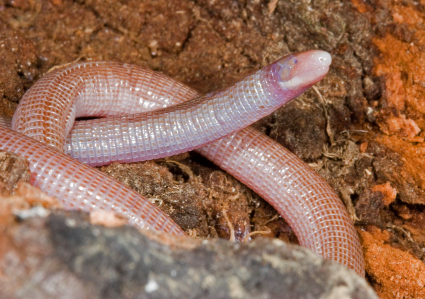 [amphisbaenaxera_kingsnake1com.JPG]