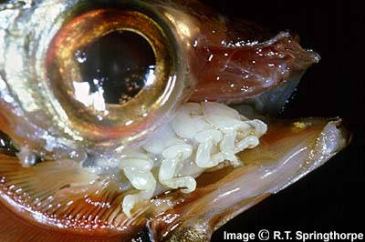[Cymothoa_exigua4_elegans.uky.edu.jpg]
