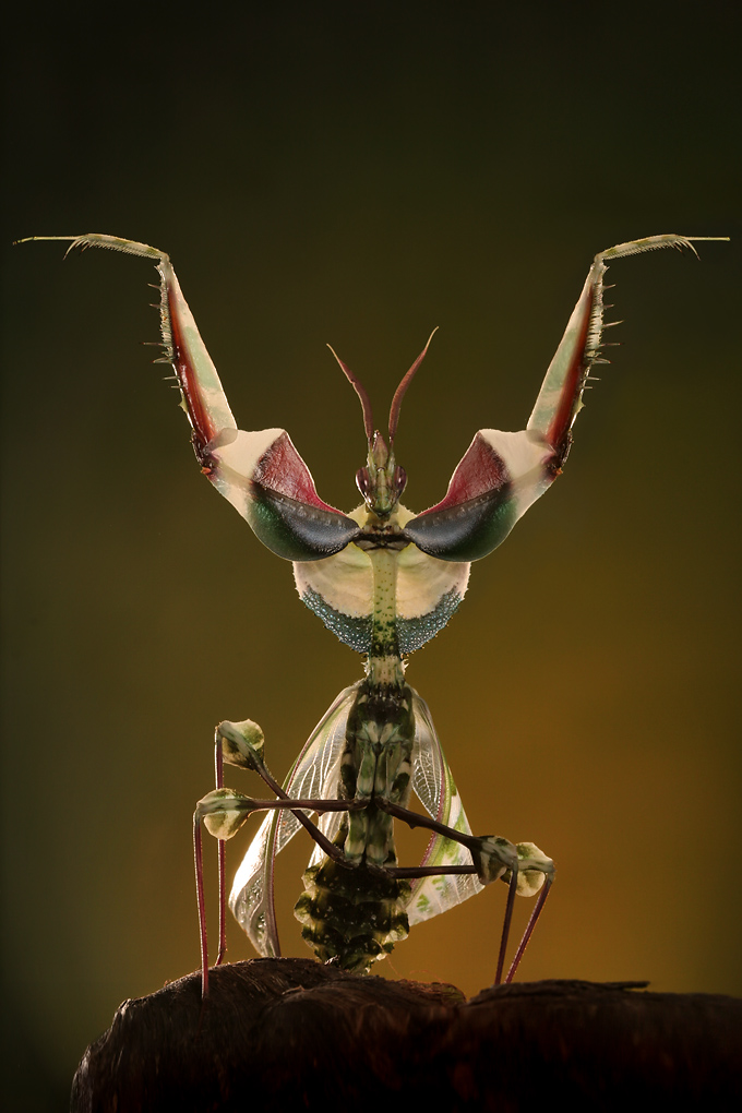 [Idolomantis_Blepharopsis.jpg]