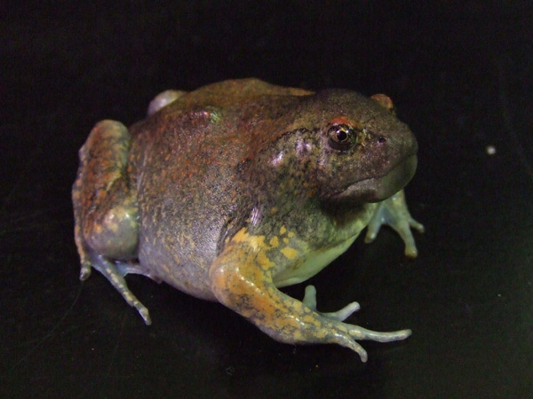 [glyphoglossus_ownerfish1fc2web1com.jpg]