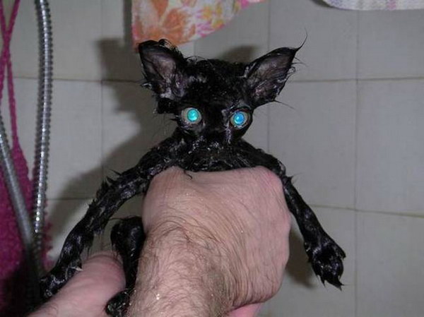 [wet_cat_011.jpg]