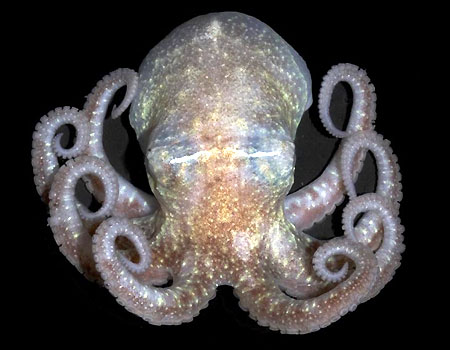 [antarcticoctopus_ejorgensen_NOAA.jpg]