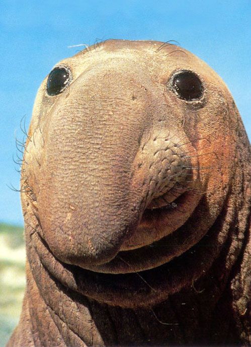 [elephantseal_knuttz1net.jpg]