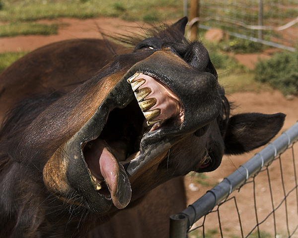 [horsemouth_LanceLeopold.jpg]