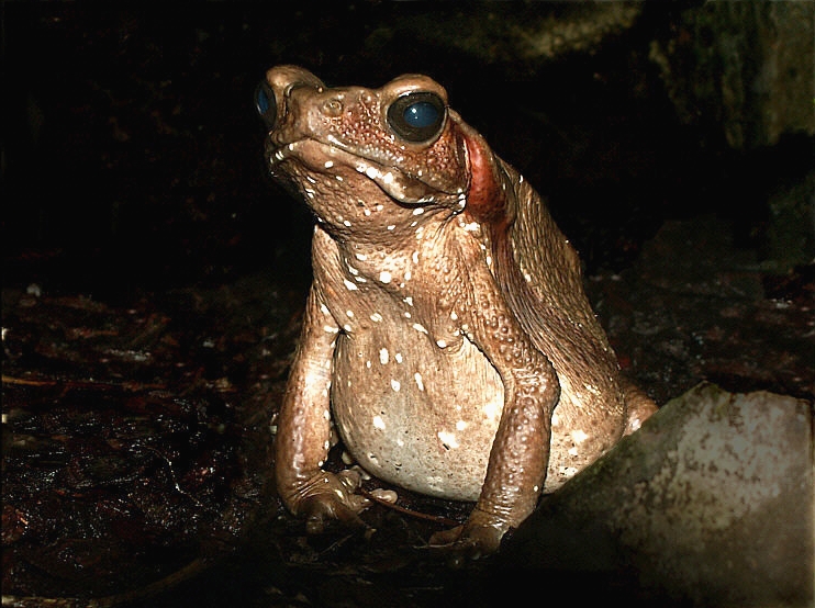 [saggytoad_tbav.jpg]