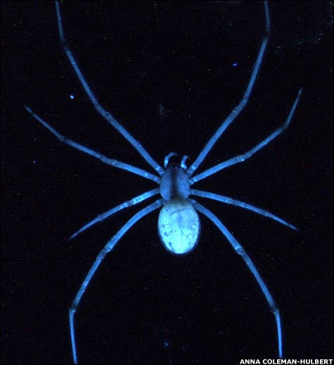 [florescingspider_grrlscientist.jpg]