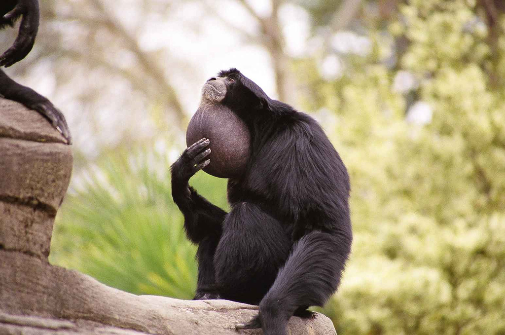 [siamang_knox9000.jpg]