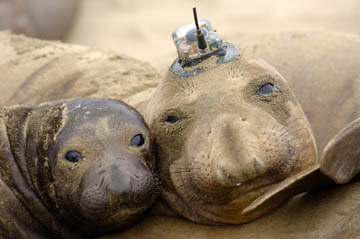 [elephantseals_deepseanews.jpg]