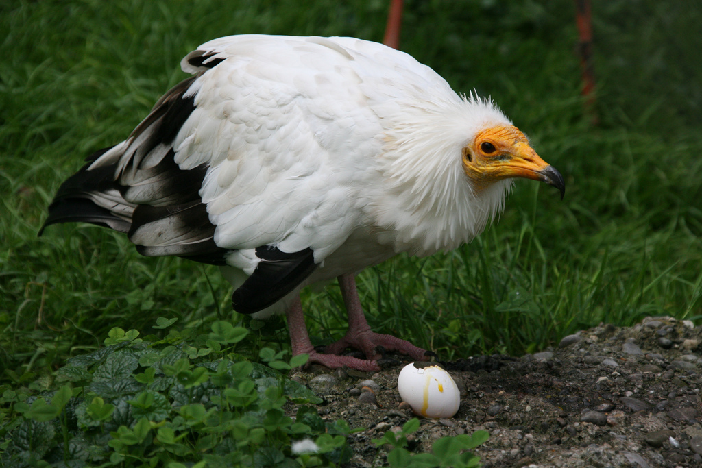 [egyptianvulture_small(Small)(DavidSmall).jpg]