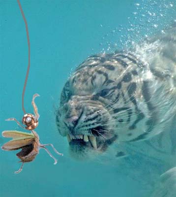 [diving+mantis.jpg]
