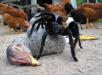 [spidervchicken.jpg]