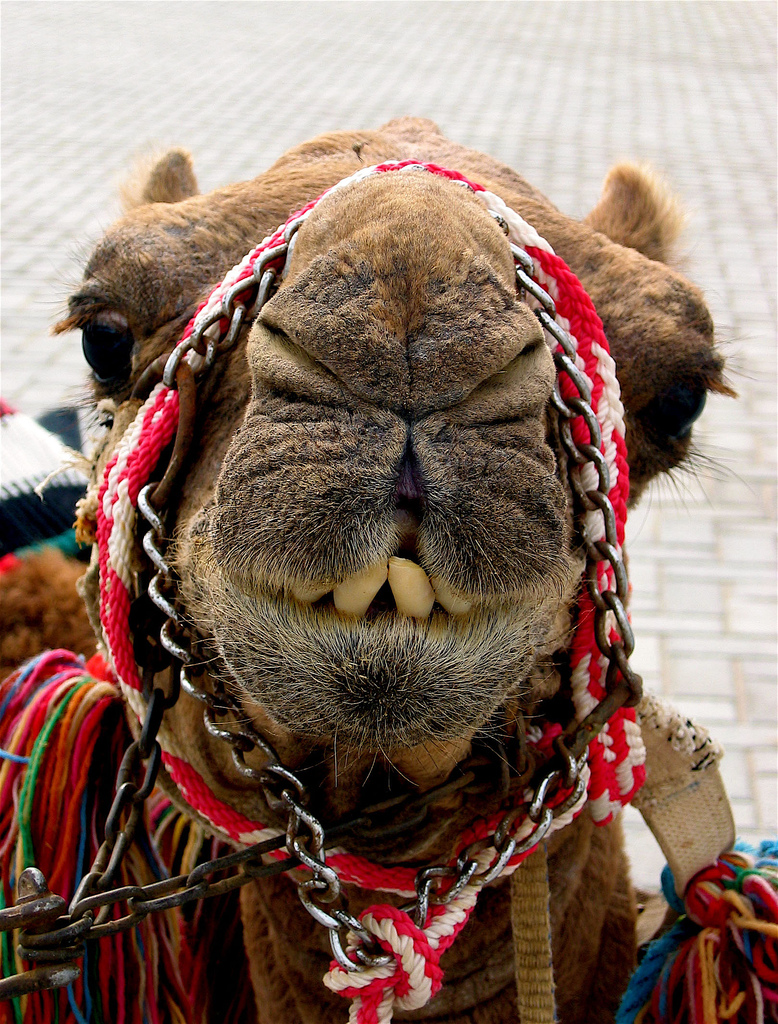 [camel_mahmood(malyousif)(Mahmood+Al-Yousif).jpg]